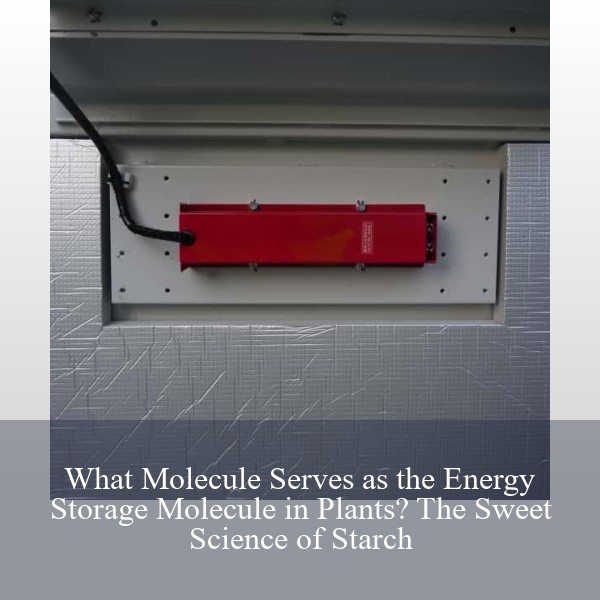 What Molecule Serves as the Energy Storage Molecule in Plants? The Sweet Science of Starch
